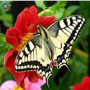 Meet your Posher, Vallie